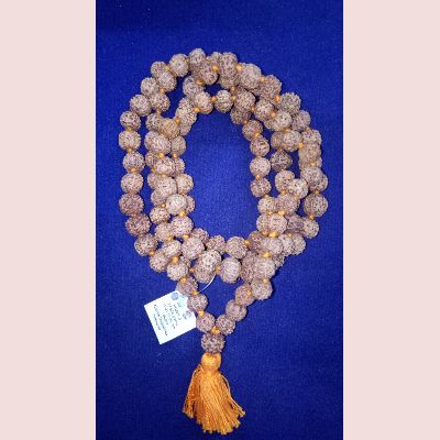 7 Mukhi Rudraksha mala